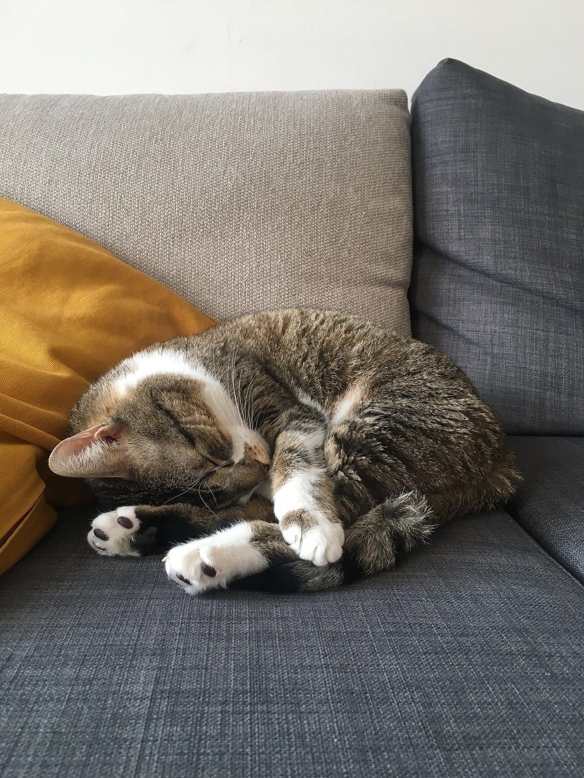 Gato descansando no sofá de casa