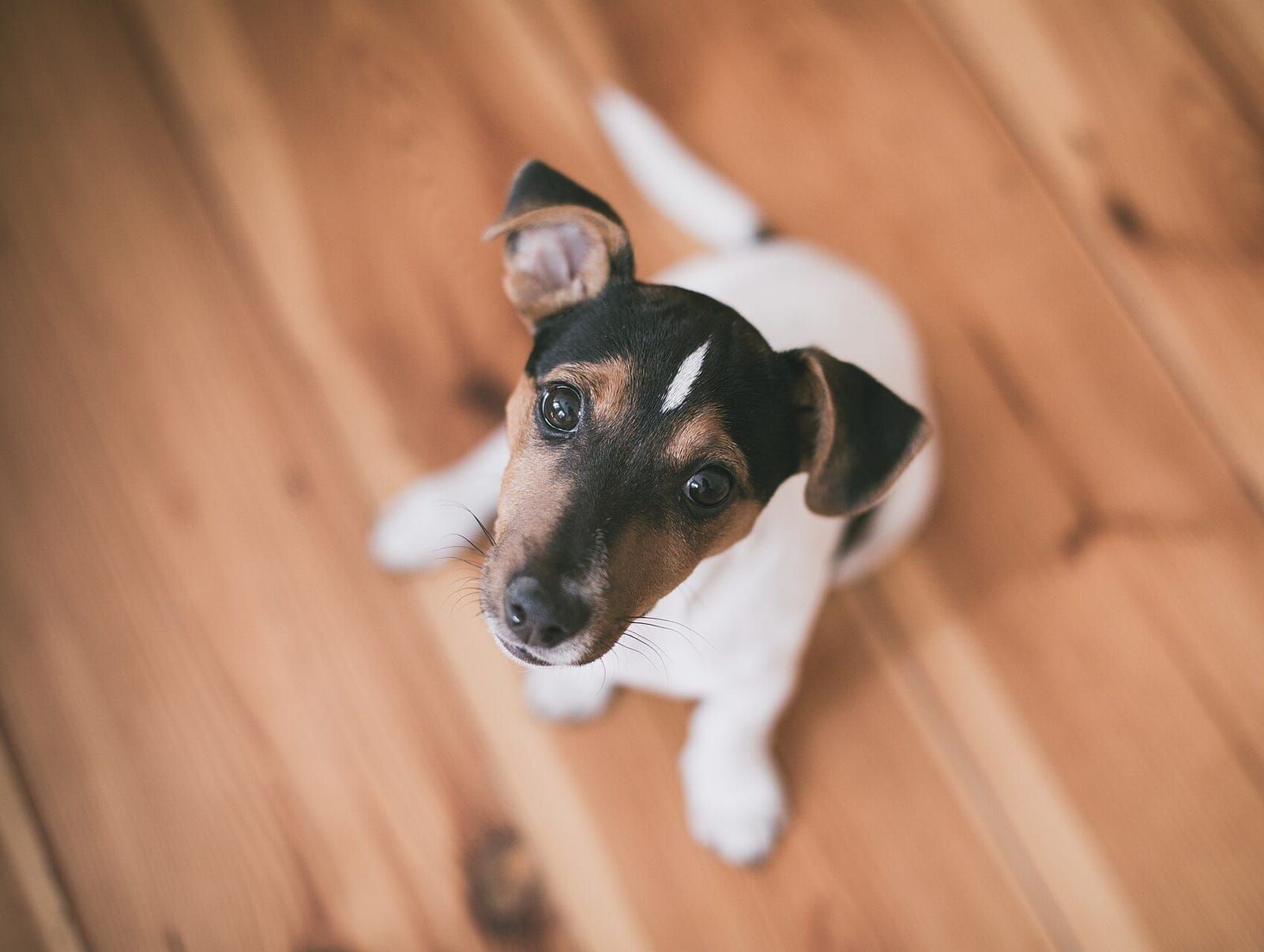 Filhote de cachorro sentado no chão de casa