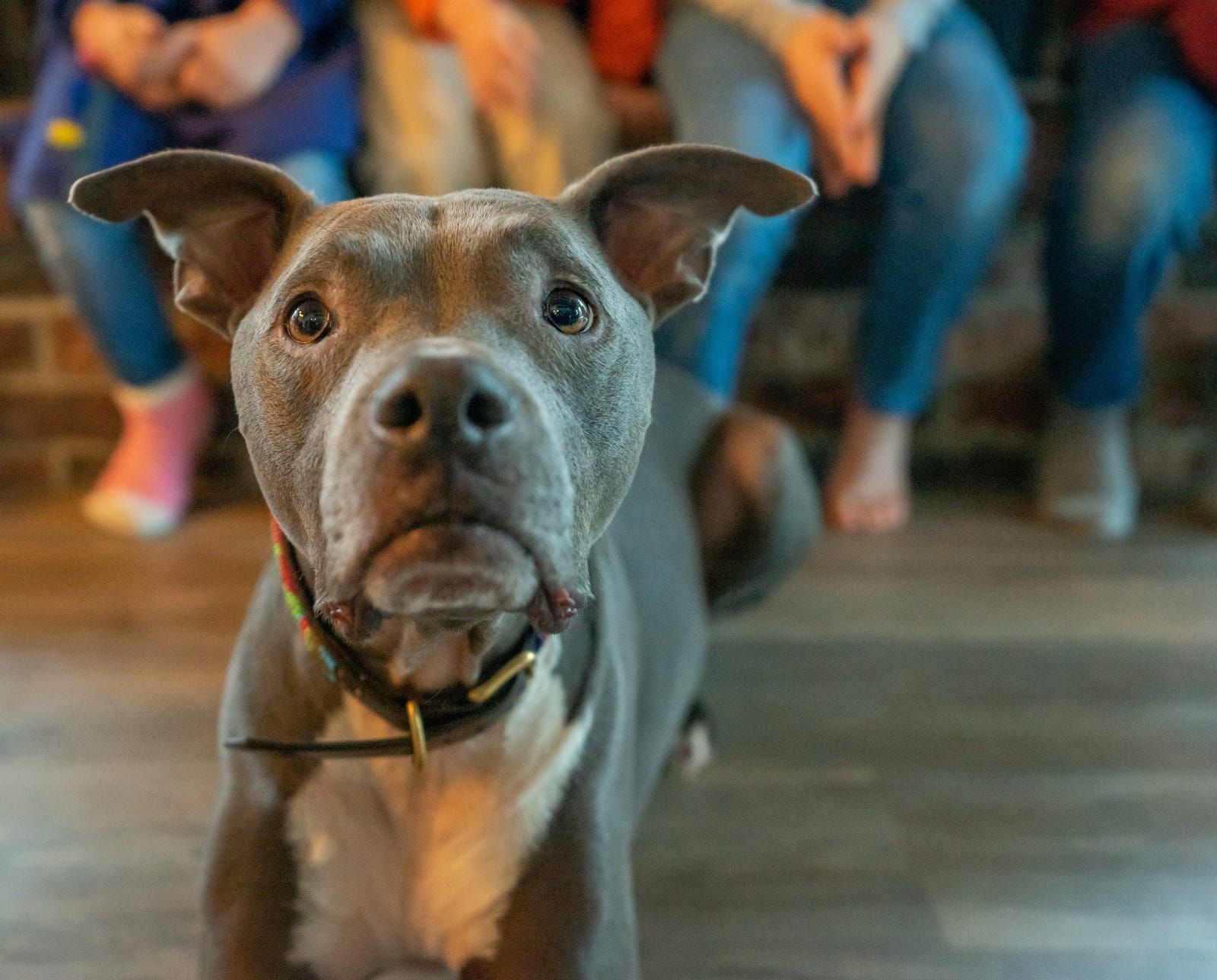 Cachorro olhando para cima, à espera de um petisco