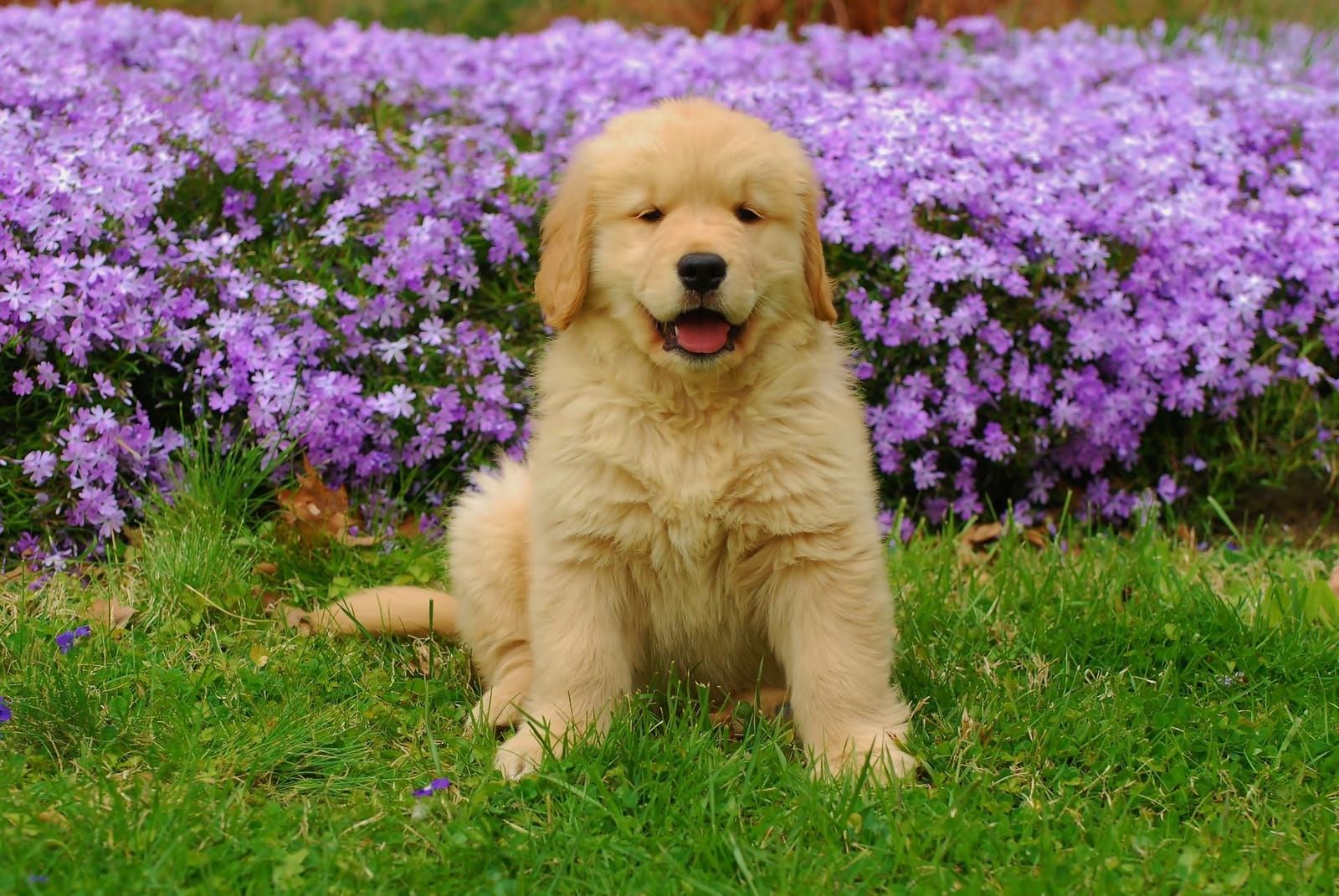 Filhote de cachorro olhando para a câmera