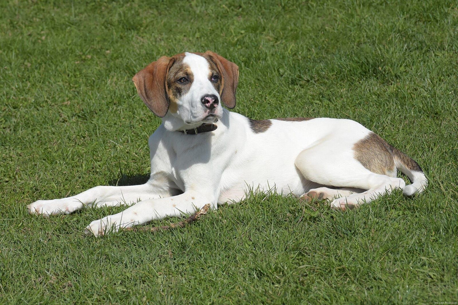Cachorro de pelo curto deitado na grama do quintal