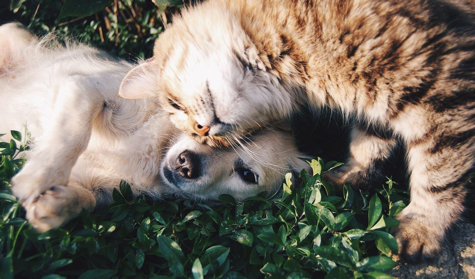 Cachorro e gato deitados juntos na grama