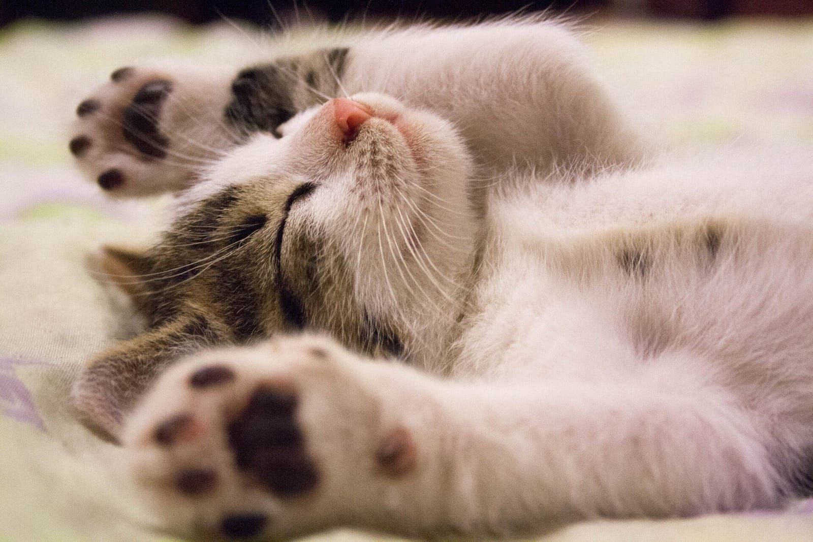 Gato filhote deitado em uma manta
