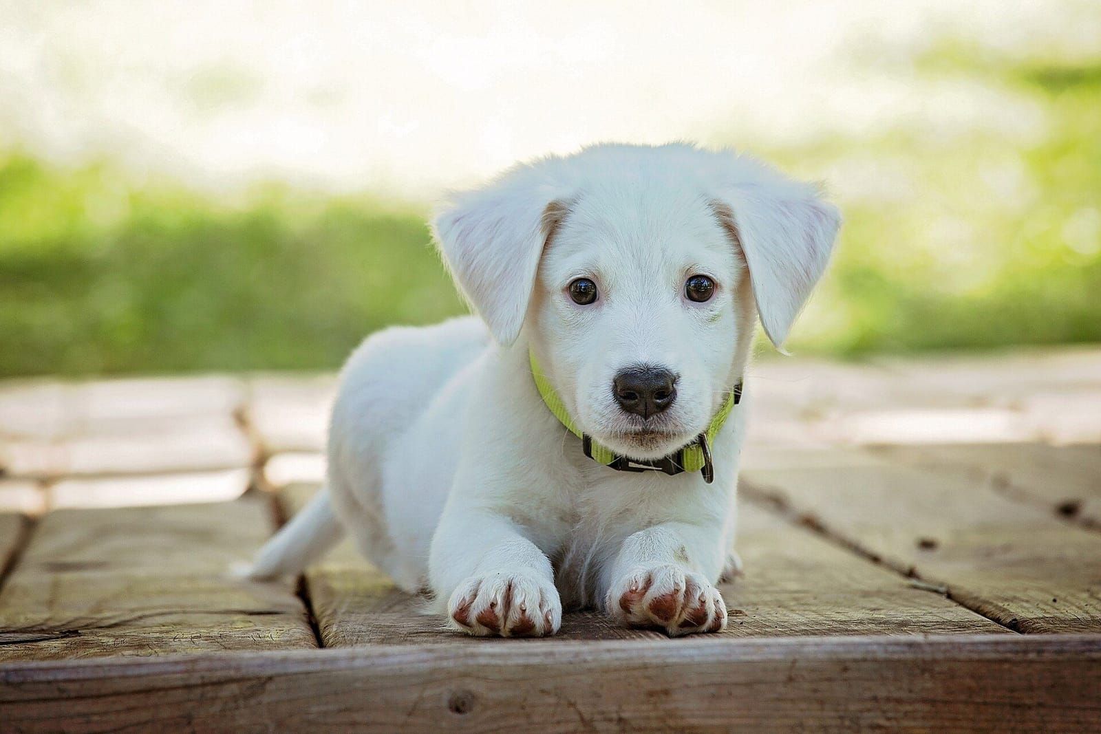 Filhote de cachorro deitado no chão de madeira